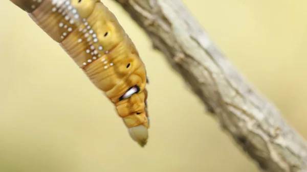 ツリー上の昆虫 — ストック写真