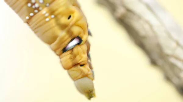 Hmyz Stromě — Stock fotografie