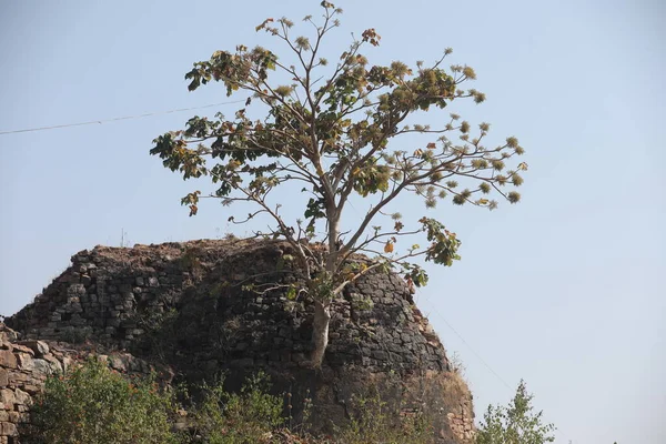 Indian Ayurveda Medicated Plant — 스톡 사진