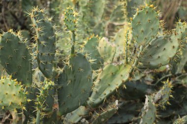 Hint Ayurveda İlaç Fabrikası