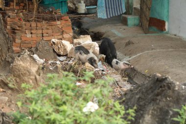 Domuzlar çöpten besleniyor.