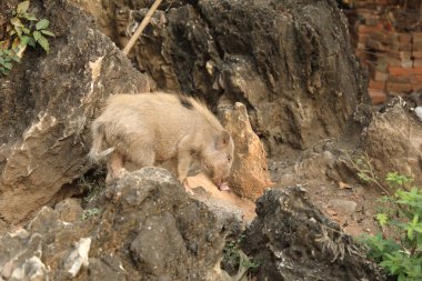 Domuzlar çöpten besleniyor.