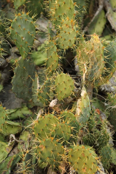 Indian Ayurveda Medicated Plant — Photo