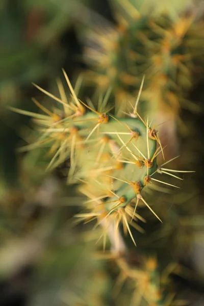 Indian Ayurveda Medicated Plant — Stock Photo, Image