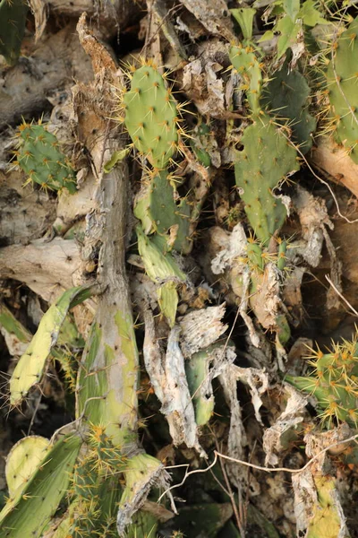 Indian Ayurveda Medicated Plant — Foto de Stock