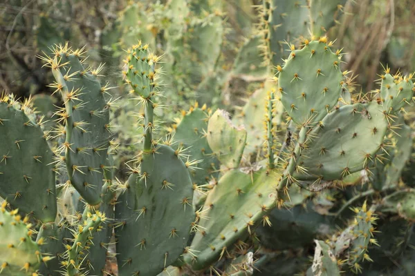 Indian Ayurveda Medicated Plant — Photo