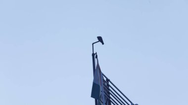 Elektrik direğinde kuş