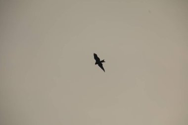 Kuş Kartal gökyüzünde uçuyor