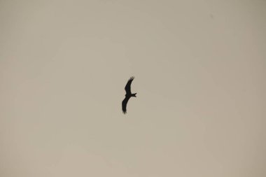 Kuş Kartal gökyüzünde uçuyor