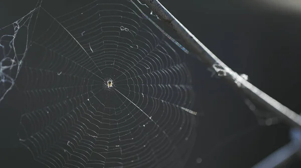 Děsivý Pavučina Web Makro Shot — Stock fotografie