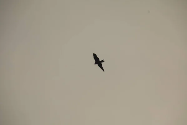 Oiseau Aigle Voler Dans Ciel — Photo