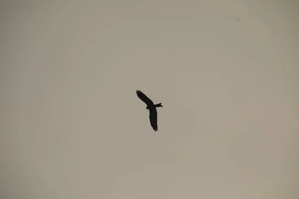 Vogeladler Fliegt Den Himmel — Stockfoto