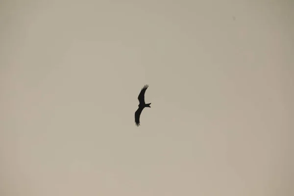 Águila Pájaro Volando Cielo —  Fotos de Stock