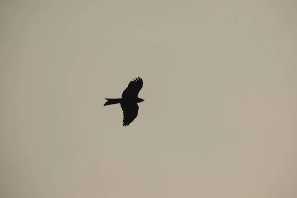 Bird Eagle Flying Sky — Fotografie, imagine de stoc