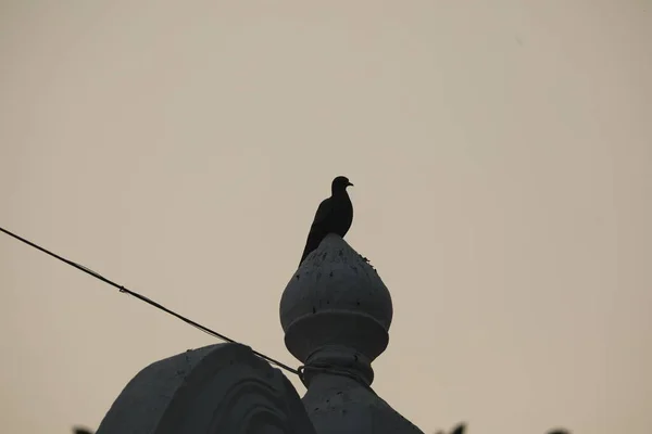 電柱の上の鳥 — ストック写真