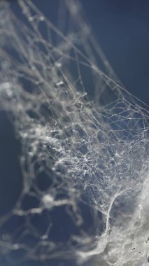 Korkunç Örümcek Ağı Macro çekimi