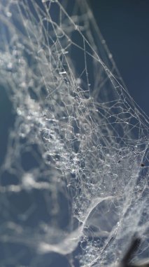 Korkunç Örümcek Ağı Macro çekimi