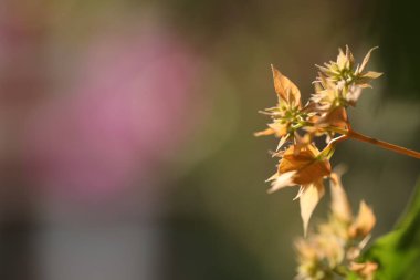 Hint İlaçlı Bitki Yaprak makro shot 'ı