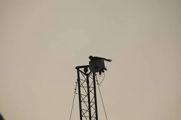 Closeup Bird Eagle — Fotografia de Stock