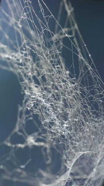 Scary Spider Web Macro Shot — Stock Photo, Image