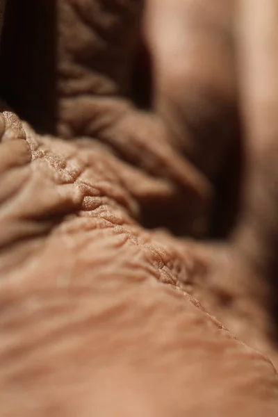Macro Shot Human Skin —  Fotos de Stock