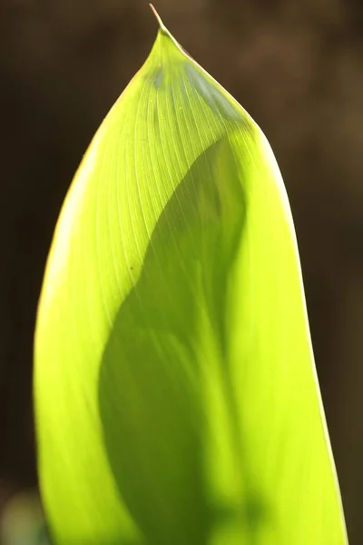 インドの薬用植物葉マクロショット — ストック写真