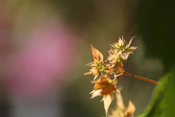 Hint Laçlı Bitki Yaprak Makro Shot — Stok fotoğraf