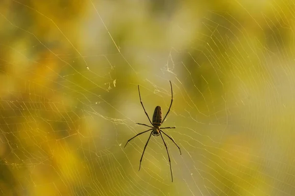 Makro Záběr Pavouka — Stock fotografie