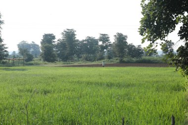 Scarecrow in Green Fields