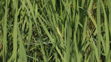 Insect Fly on a Plant