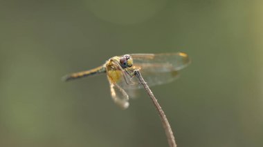 Bir yusufçuğun makro görüntüsü