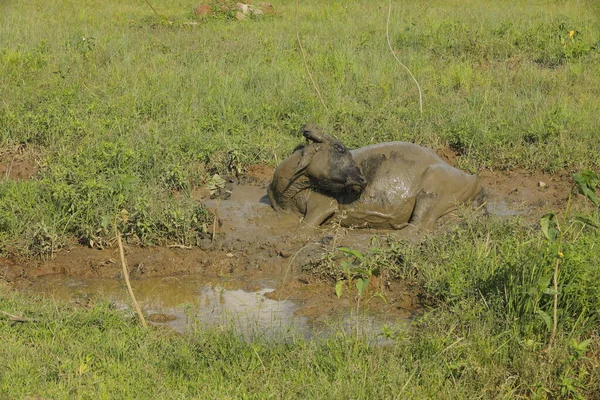 Buffalo in a Mud Water at Rural area