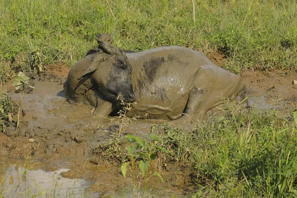 Buffalo in a Mud Water at Rural area