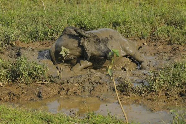 Buffalo in a Mud Water at Rural area