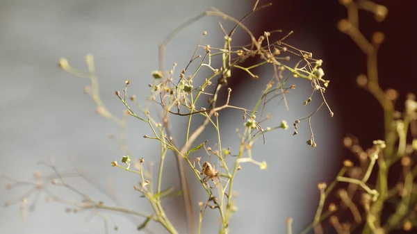 Indian Ayurveda Medicated Plant — Foto de Stock