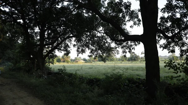 Campos Verdes Kerala Índia — Fotografia de Stock