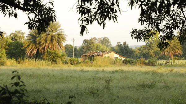 Campi Verdi Kerala India — Foto Stock