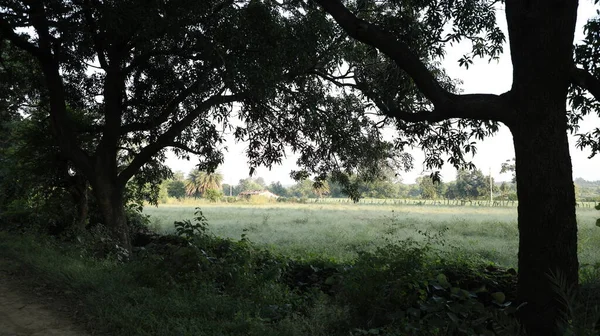 Campos Verdes Kerala Índia — Fotografia de Stock