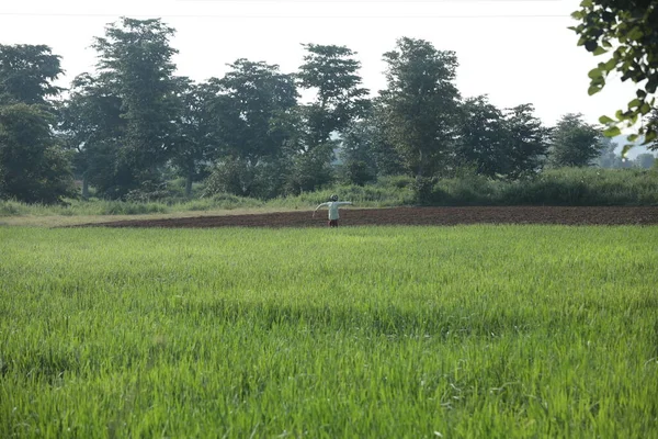 Scarecrow Green Fields — Foto de Stock