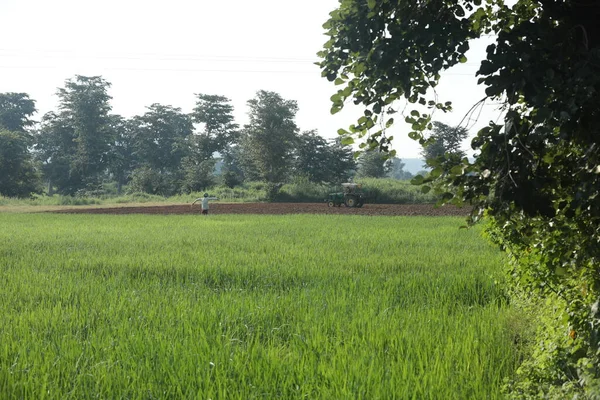 Scarecrow Green Fields — Stock Photo, Image