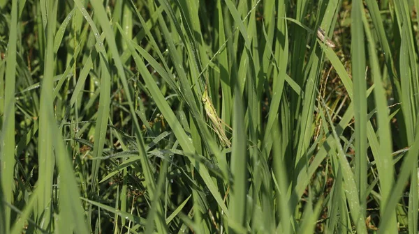 Insectenvlieg Een Plant — Stockfoto