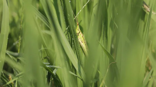 Mosca Inseto Uma Planta — Fotografia de Stock