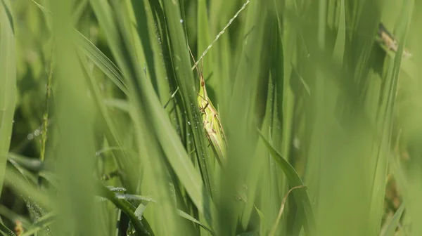 Insectenvlieg Een Plant — Stockfoto