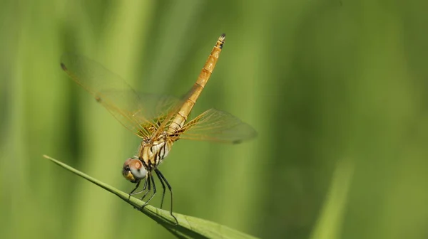 蜻蜓的宏观镜头 — 图库照片