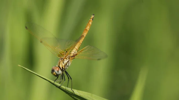 Macro Scatto Una Libellula — Foto Stock