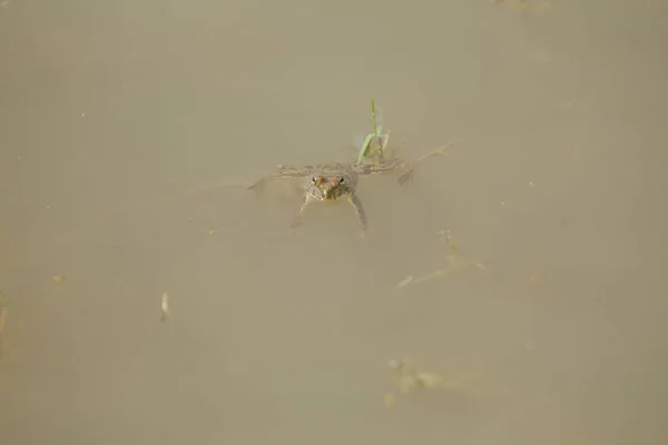 Grenouille Dans Eau — Photo