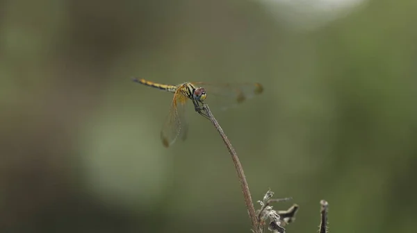 Macro Disparo Una Libélula —  Fotos de Stock