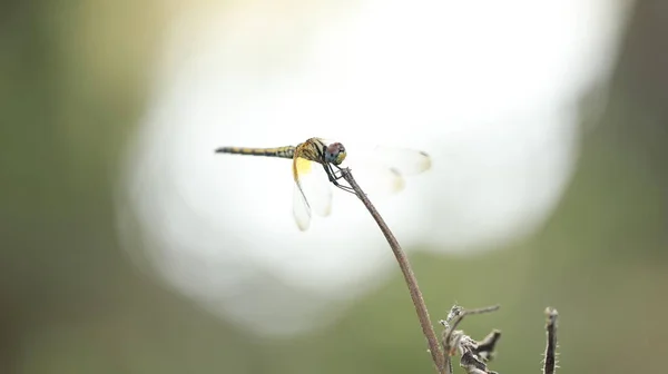 Macro Shot Van Een Libelle — Stockfoto