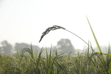 Pirinç tarlaları Kerala Hindistan