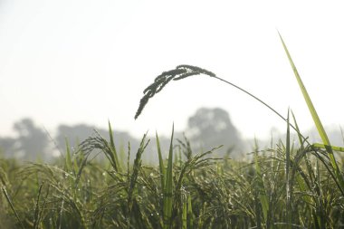 Pirinç tarlaları Kerala Hindistan